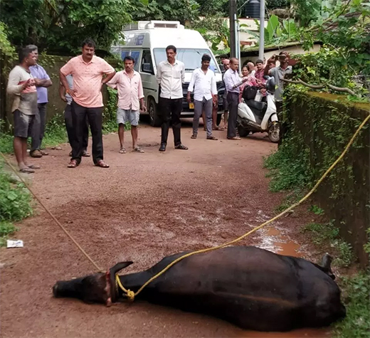 Cow turns violent